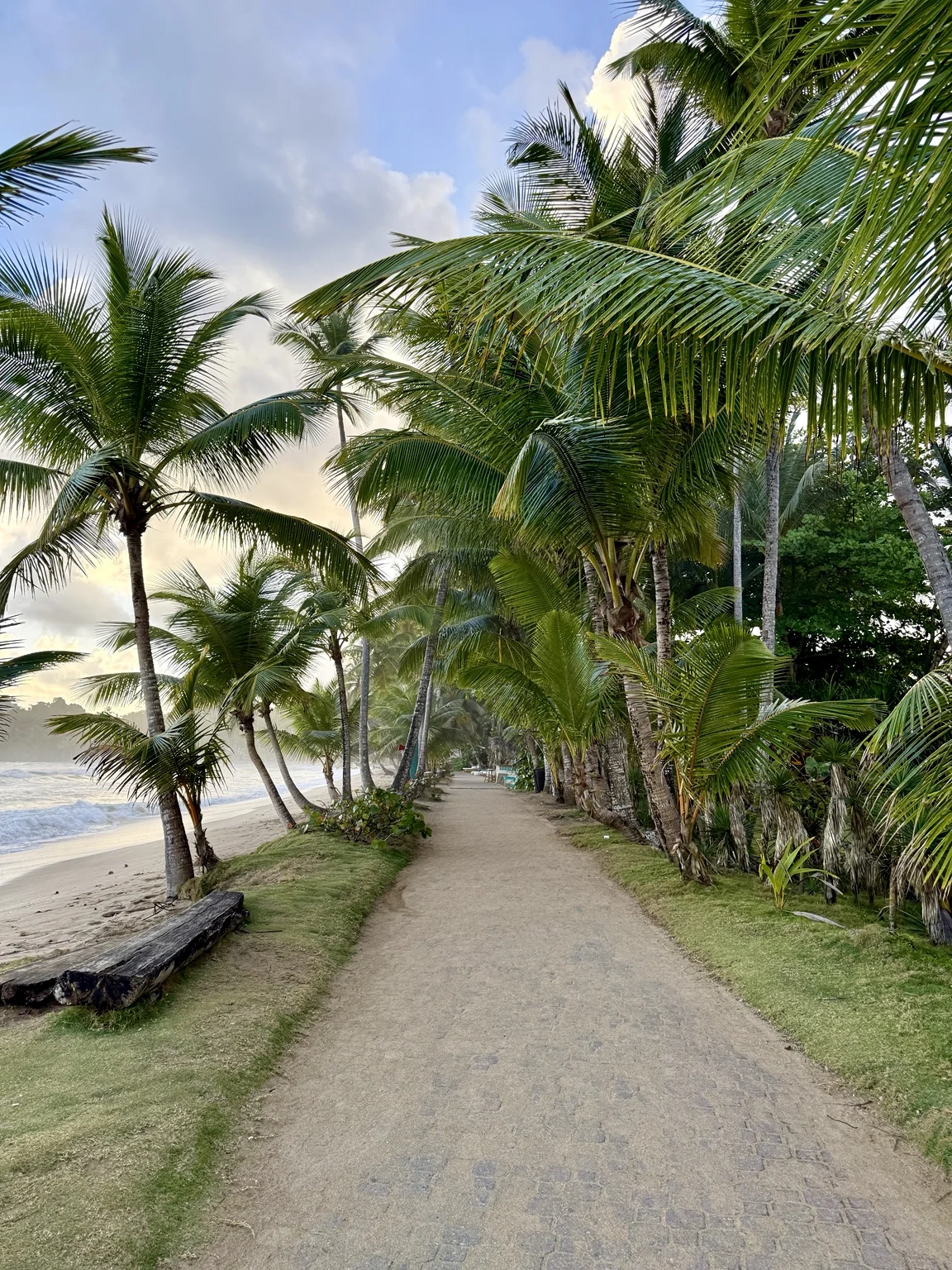 Palm-lined beachfront path in Las Terrenas